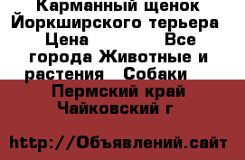 Карманный щенок Йоркширского терьера › Цена ­ 30 000 - Все города Животные и растения » Собаки   . Пермский край,Чайковский г.